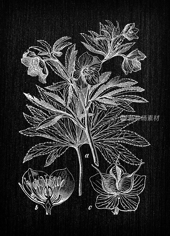 植物学植物古董雕刻插图:Helleborus viridis(绿色嚏根草)
